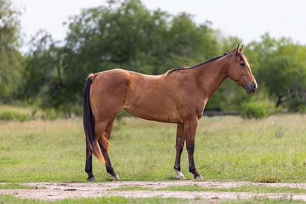 all-around-quarter-horse
