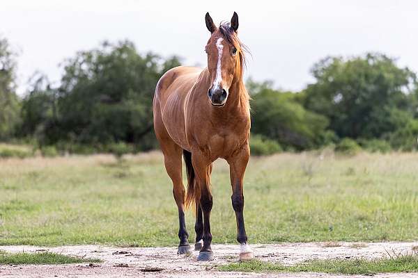 athletic-quarter-horse