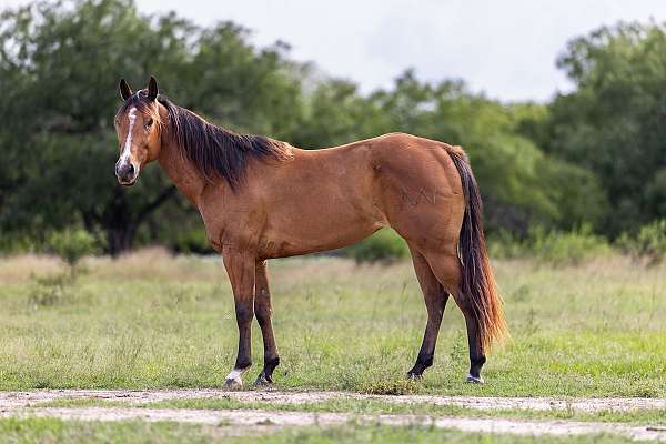 beginner-quarter-horse