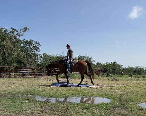 endurance-quarter-horse