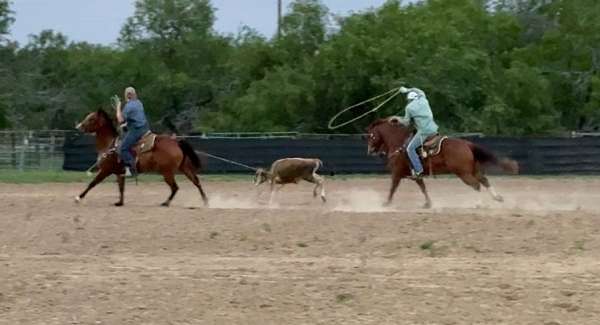 experienced-quarter-horse