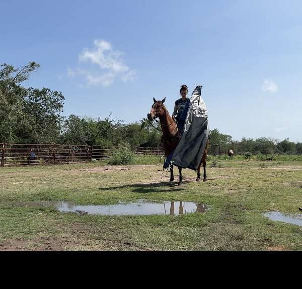 performance-quarter-horse