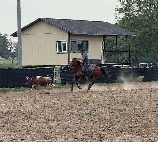 ranch-quarter-horse