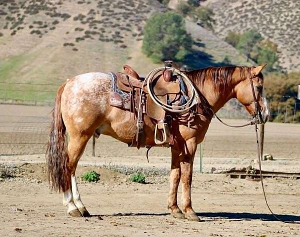 all-around-appaloosa-horse