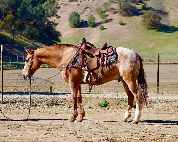 athletic-appaloosa-horse
