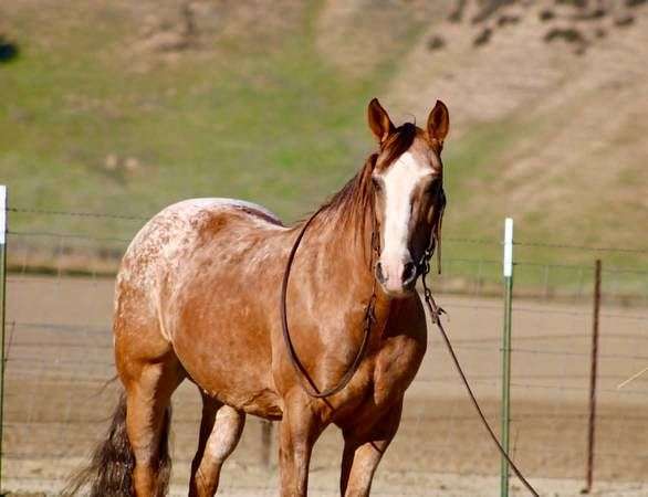 beginner-appaloosa-horse