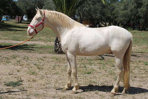 blue-eyes-andalusian-horse
