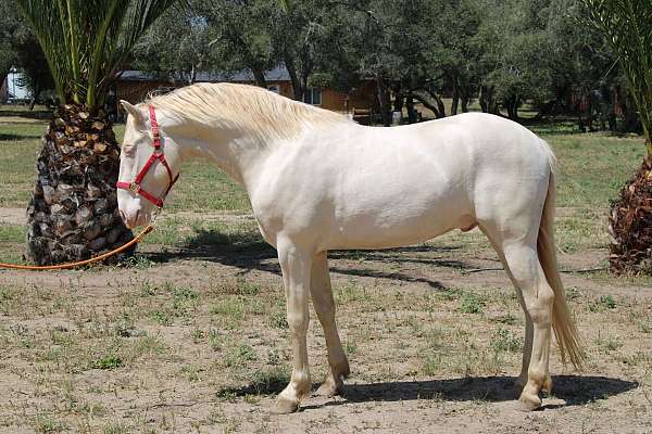 green-eyes-andalusian-horse