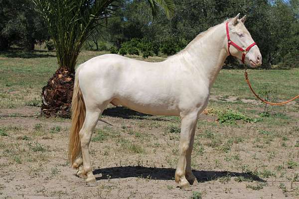 green-eyes-colt