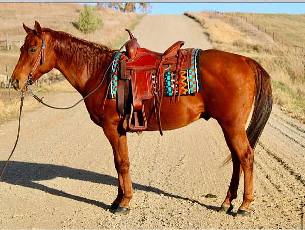 solid-with-white-flecks-horse