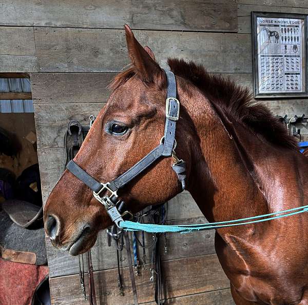 sorrel-solid-with-white-flecks-horse