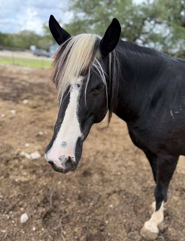 white-manetail-pony