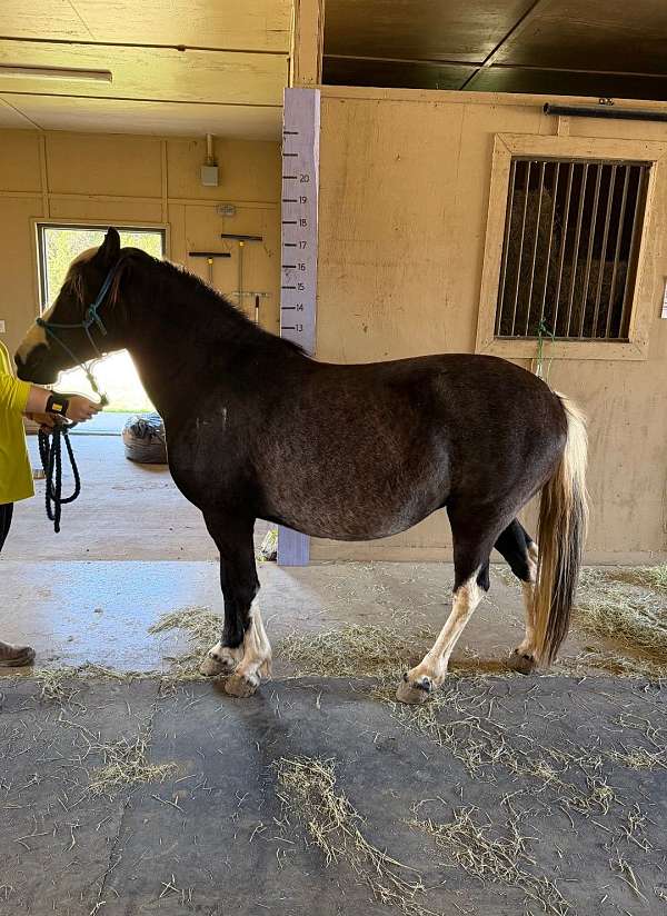 black-white-manetail-pony