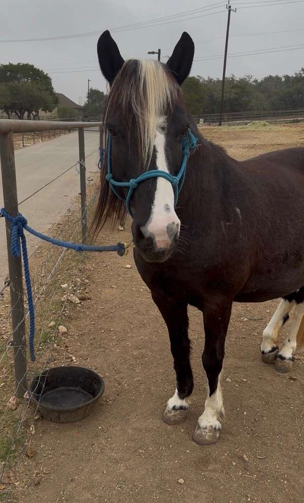 grade-pony