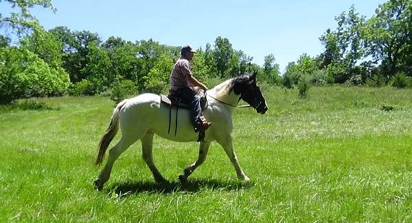 carriagehorse-draft-horse