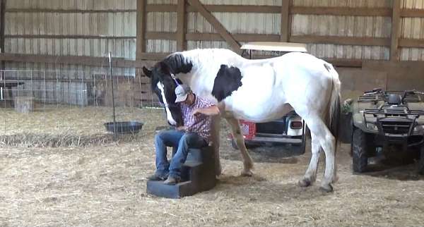therapywork-draft-horse