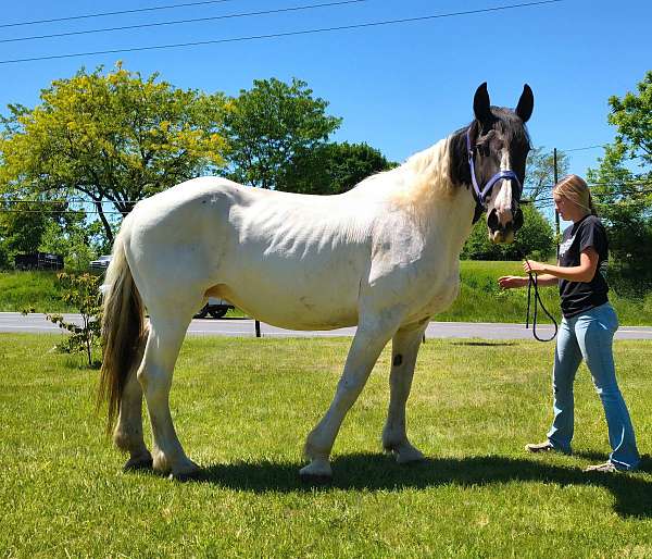 spotteddraft-draft-horse