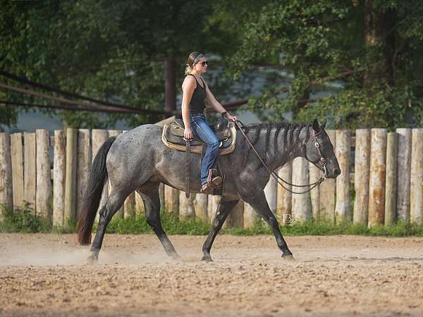 blue-roan-working-equitation-horse