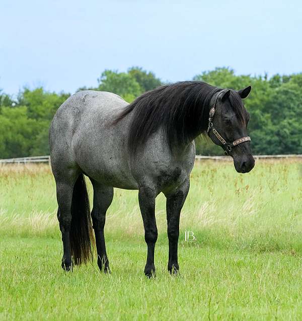 all-around-quarter-horse