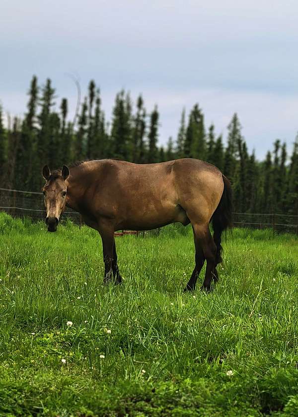 buckskin-peruvian-paso-for-sale