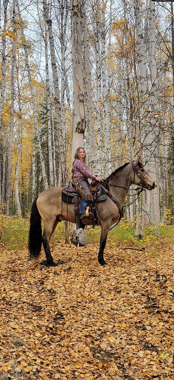 buckskin-peruvian-paso-gelding