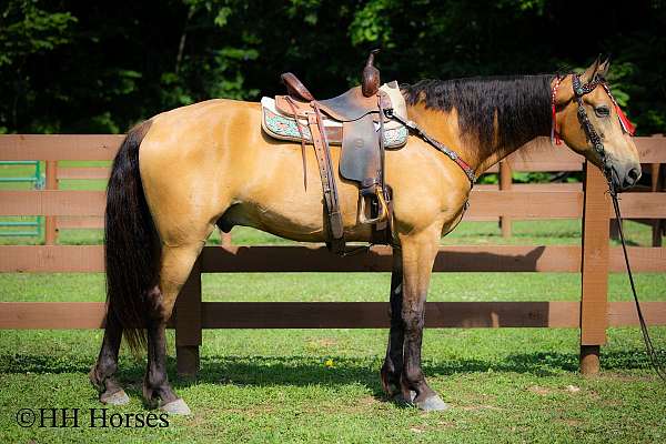 all-around-tennessee-walking-horse
