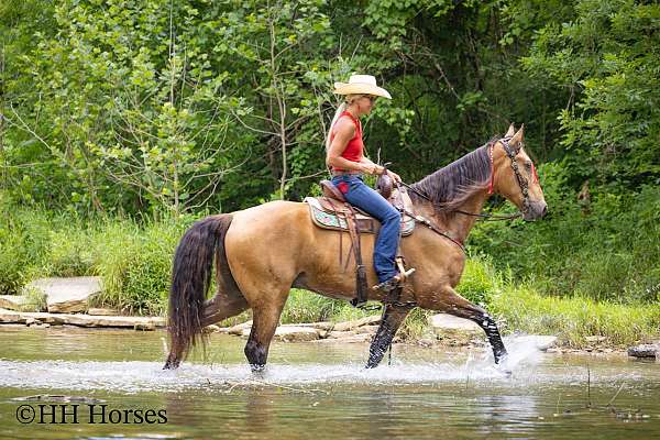 beginner-tennessee-walking-horse