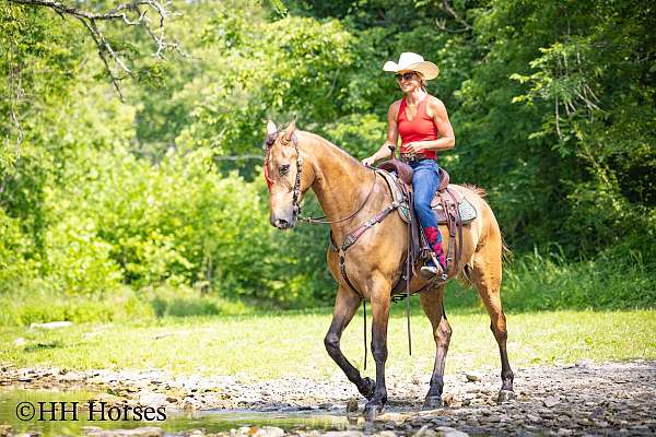 athletic-tennessee-walking-horse