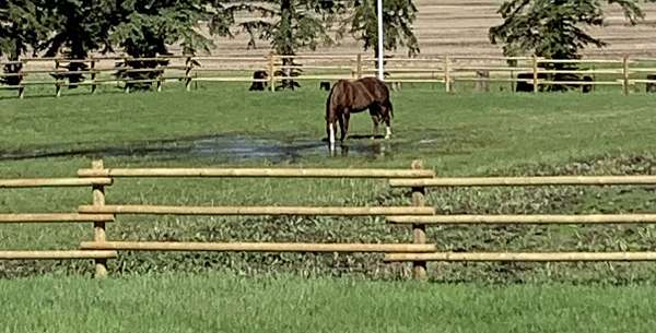 gelding