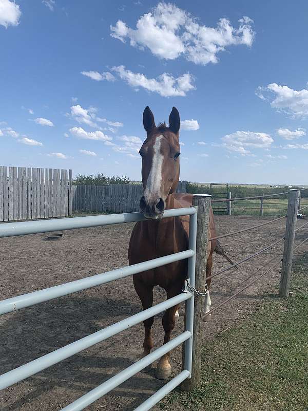 black-companion-horse