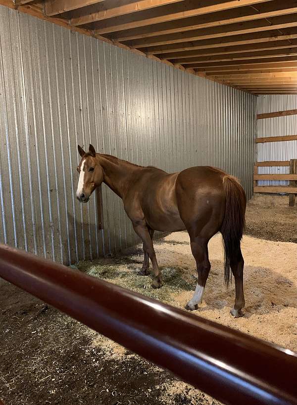 black-experienced-horse