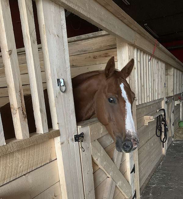 companion-horse