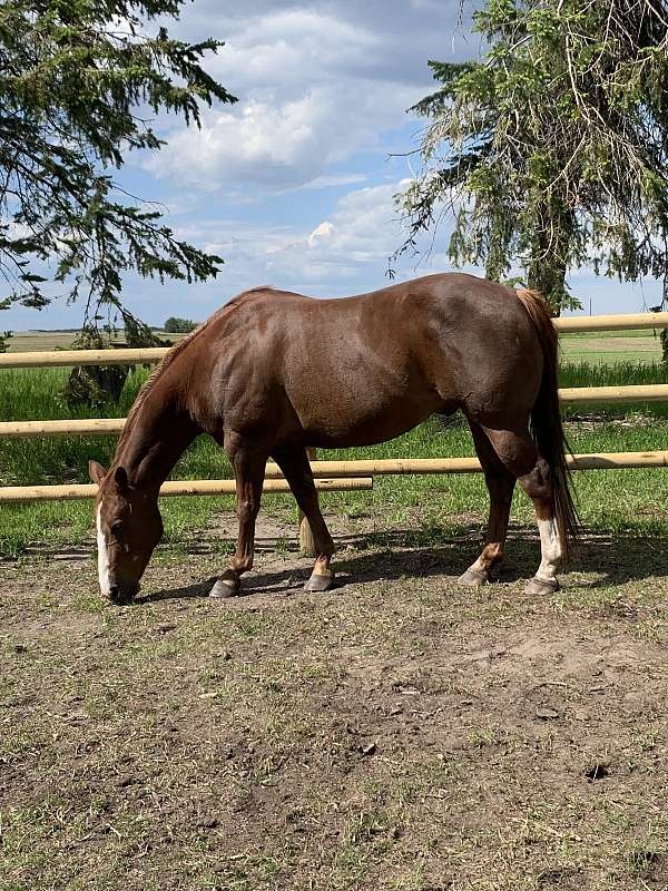 quarter-horse-gelding