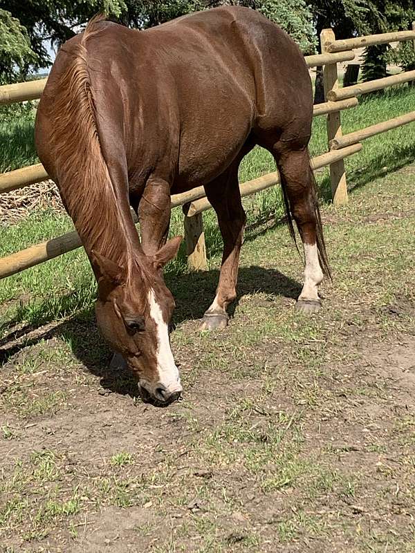 quarter-horse-for-sale