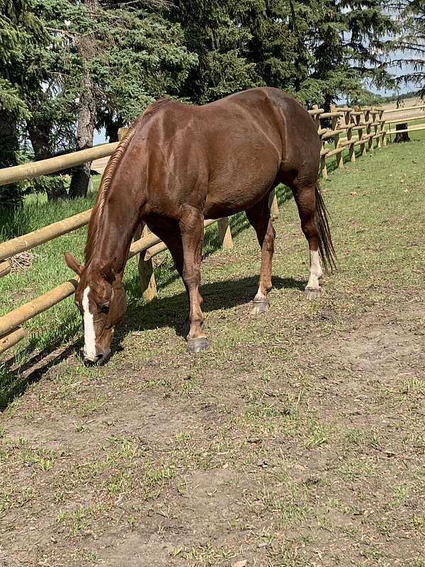 quarter-horse
