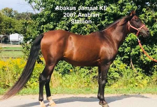 beautiful-arabian-mare