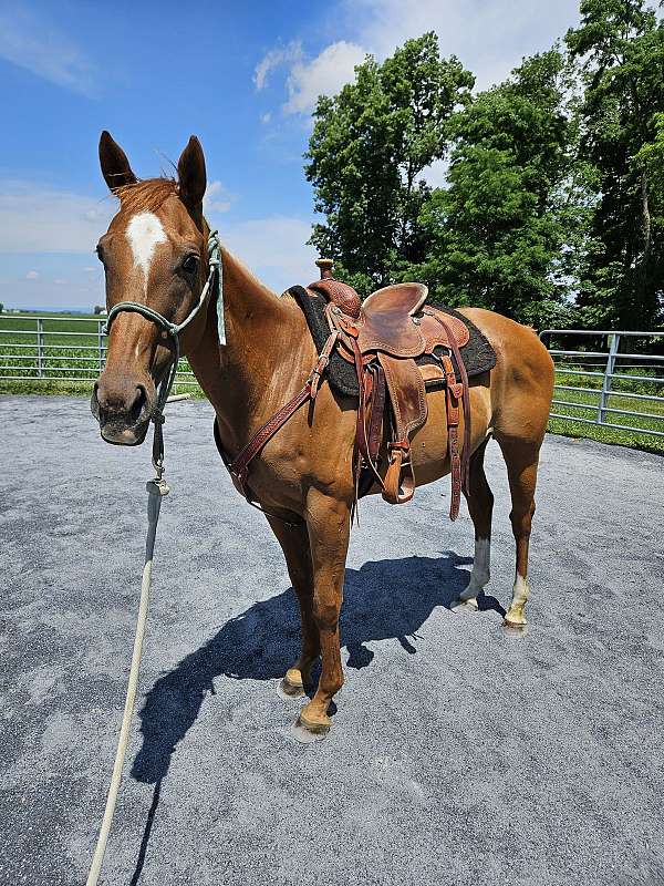 thoroughbred-mare