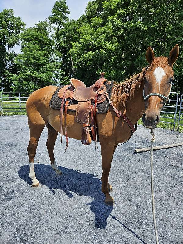 thoroughbred-horse-for-sale