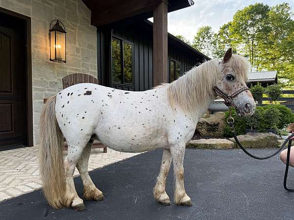 pinto-appaloosa-filly-mare
