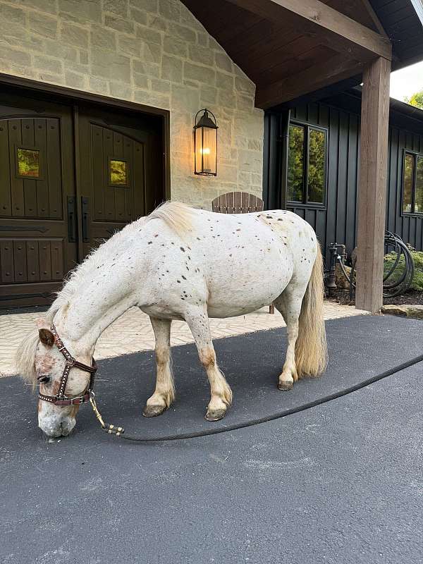 pinto-miniature-filly-mare