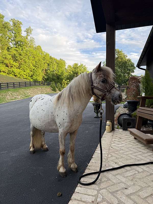 white-appaloosa-filly-mare