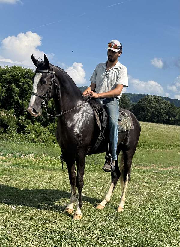 tennessee-walking-gelding