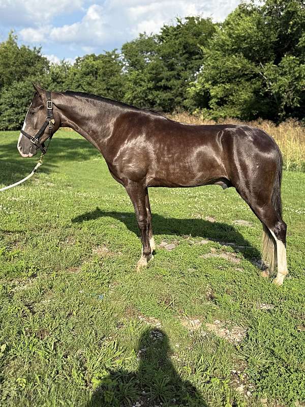 waco-tennessee-walking-horse