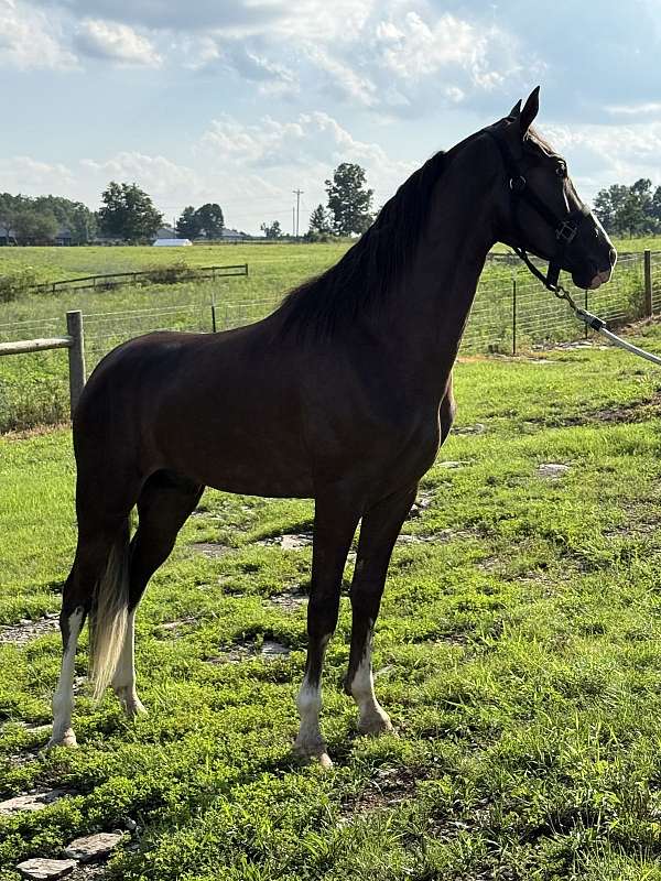 all-tennessee-walking-horse