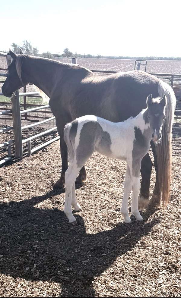 pinto-kentucky-mountain-filly