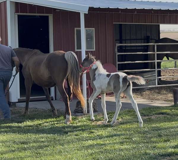 pinto-kmsha-filly