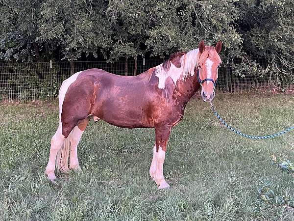 draft-gelding