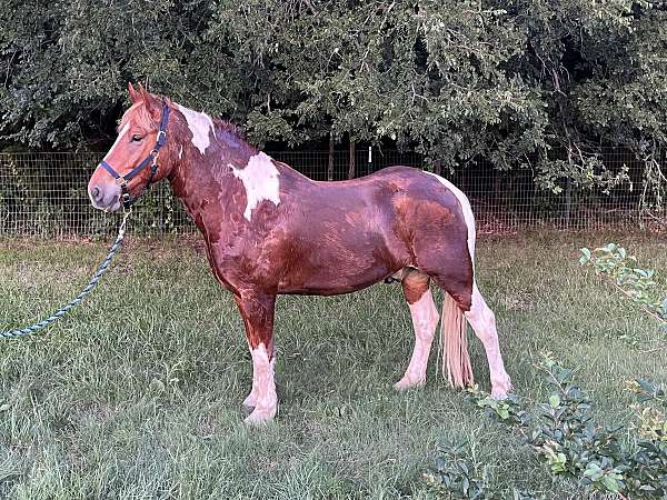 draft-horse-for-sale