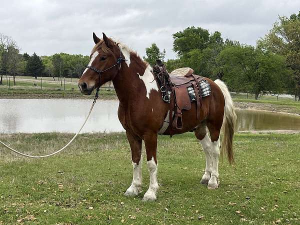 gelding