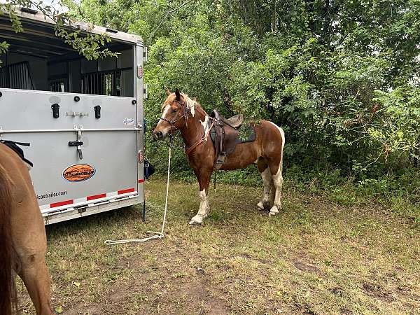 draft-horse
